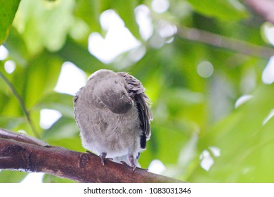 Baby Zebra Dove on branch tree - Powered by Shutterstock