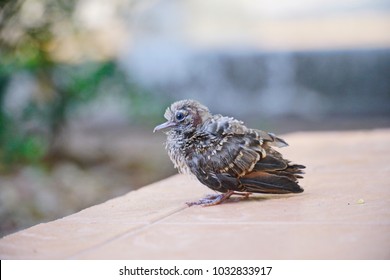 newborn dove