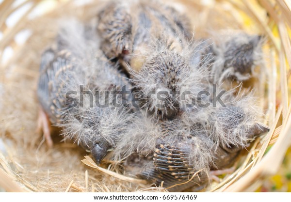 Baby Zebra Finches Nest View Above Stock Photo Edit Now 669576469,Big Green Egg Prices 2019