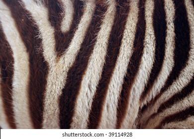 Baby Zebra Stripes