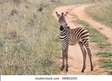 Baby Zebra In Tanzania