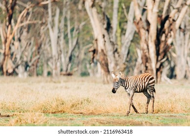 Baby Zebra Walking Alone On The Savannah With A Forest Of Giant Tree Trunks In The Background. Lake Nakuru National Park In Kenya, East Africa.