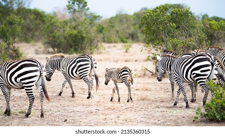 Baby Zebra Walking Safe In The Middle Of The Heard In OlPejeta Nanyuki, Kenya. 