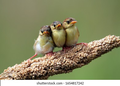 Baby Zitting Cisticola bird waiting for food from its mother, Zitting Cisticola bird on branch