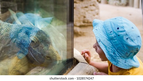 Baby In The Zoo. Komodo Dragon