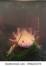 Baby Axolotl High Res Stock Images Shutterstock