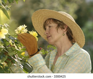 A Baby-boomer Works In Her Rose Garden.