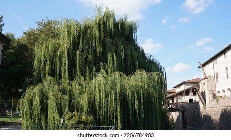 Babylon willow near little stream, in the park. Summer end season - Shutterstock ID 2206784903
