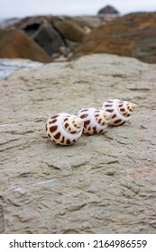 Babylonia Areolata Is A Species Of Sea Snail, A Marine Gastropod Mollusc Family Babyloniidae. Shells Lie On A Sea Stone. The Color Is White With Brown Geometric Spots.