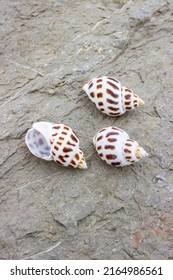 Babylonia Areolata Is A Species Of Sea Snail, A Marine Gastropod Mollusc Family Babyloniidae. Shells Lie On A Sea Stone. The Color Is White With Brown Geometric Spots.