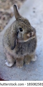 Babyrabbit lock's sweet in the camera