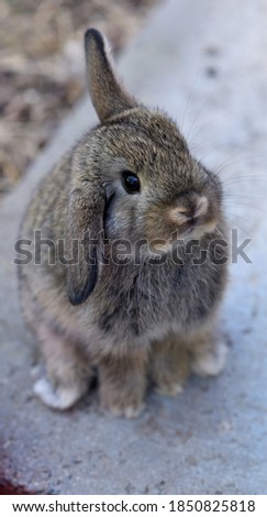 Babyrabbit lock's sweet in the camera