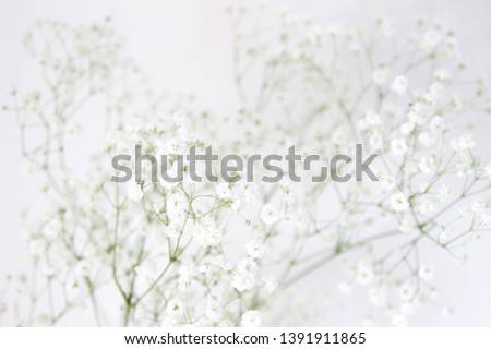 Baby's breath gypsophila flowers close-up, background. High key photography