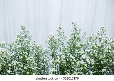 Wild Baby Breath 图片 库存照片和矢量图 Shutterstock