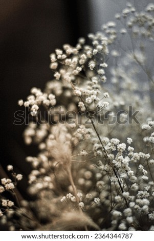 Baby's breath is known for its tiny delicate flowers which bloom in late spring through the summer.