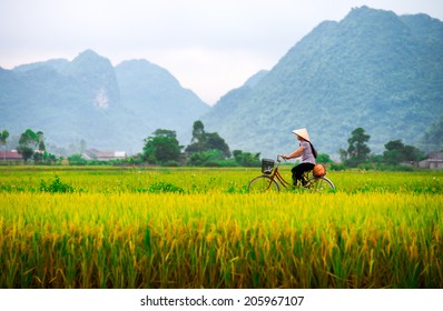 Rizieres Vietnam Images Stock Photos Vectors Shutterstock