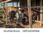 Bacalar, Quintana Roo, Mexico - 13.04.2016. Mennonite. Cow milking on a mennonite farm.