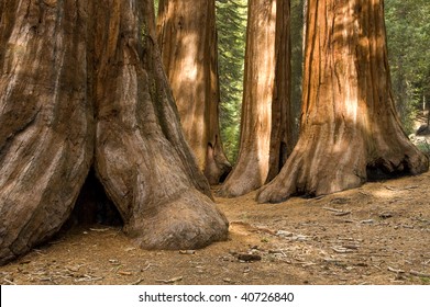 The Bachelor and Three Graces, in the Mariposa Grove of giant redwood trees, Yosemite National Park, California.