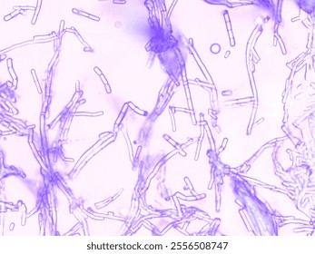 bacilli bacterium under a microscope 