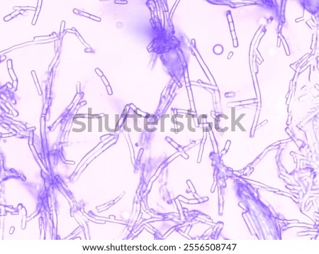 bacilli bacterium under a microscope 
