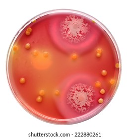 Bacillus Cereus On Petri Dish