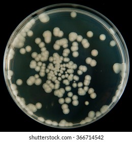 Bacillus Subtilis