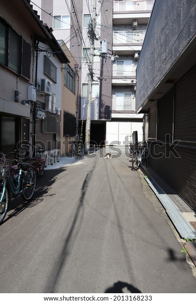 Back alley of japanese housing area with a cat\
passing buy in day time