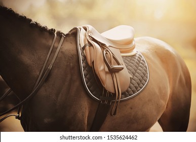 The back of a Bay horse, which is worn: saddle, saddlecloth and stirrup, which are illuminated by soft sunlight. - Shutterstock ID 1535624462