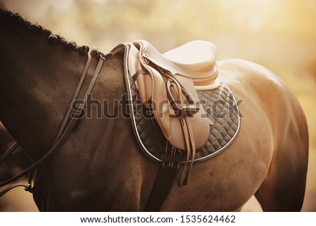 The back of a Bay horse, which is worn: saddle, saddlecloth and stirrup, which are illuminated by soft sunlight.