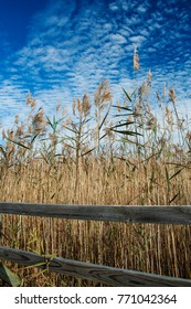 Back Bay National Wildlife Refuge, Virginia Beach, Virginia, USA