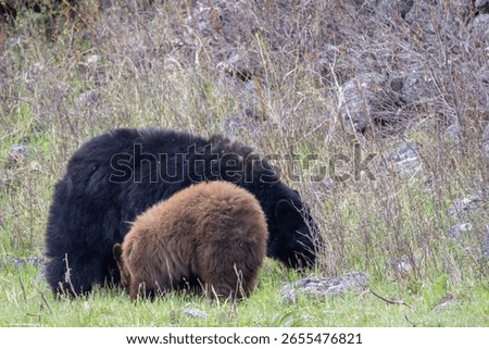 B;ack Bear Sow and Cub in Spring in Yellowstone National Park Wyoming