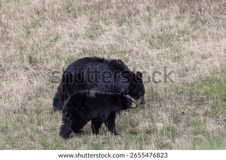 B;ack Bear Sow and Cub in Spring in Yellowstone National Park Wyoming