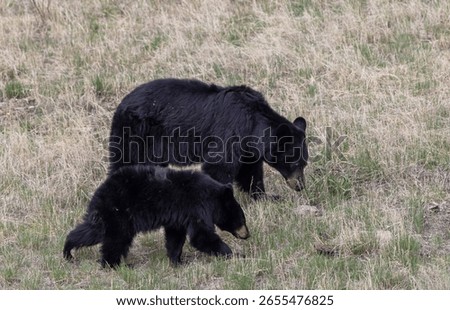B;ack Bear Sow and Cub in Spring in Yellowstone National Park Wyoming