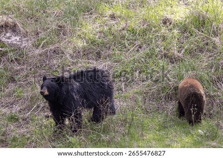 B;ack Bear Sow and Cub in Spring in Yellowstone National Park Wyoming