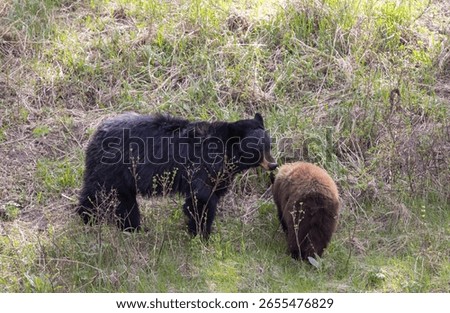 B;ack Bear Sow and Cub in Spring in Yellowstone National Park Wyoming