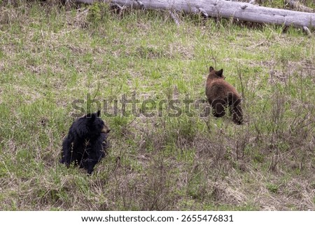 B;ack Bear Sow and Cub in Spring in Yellowstone National Park Wyoming