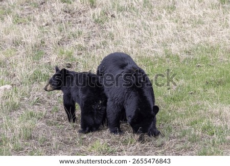 B;ack Bear Sow and Cub in Spring in Yellowstone National Park Wyoming