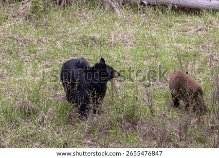 B;ack Bear Sow and Cub in Spring in Yellowstone National Park Wyoming