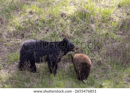B;ack Bear Sow and Cub in Spring in Yellowstone National Park Wyoming