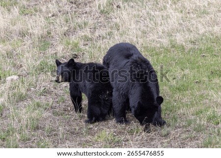 B;ack Bear Sow and Cub in Spring in Yellowstone National Park Wyoming