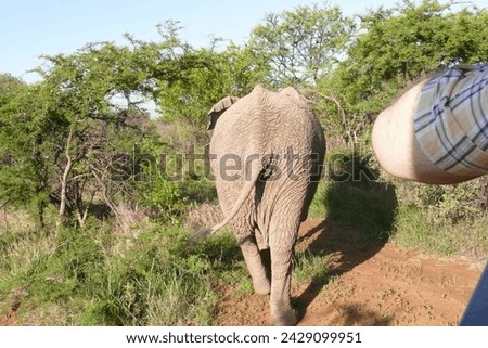 back big elephant walk fauna trees nature wildlife wild giant animal