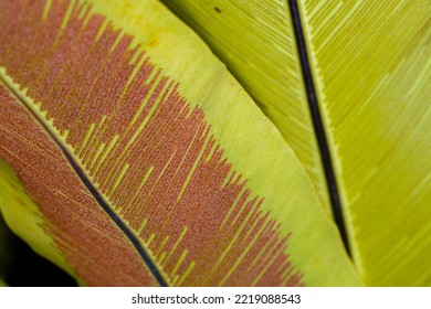 The Back Of Bird's Nest Fern Leaves
