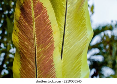 The Back Of Bird's Nest Fern Leaves
