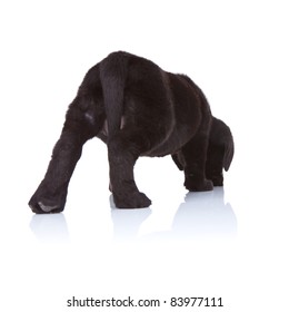 Back Of A Black Labrador Retriever Puppy Sniffing On A White Background