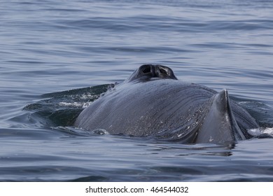 Back And Blowhole Humpback Whale  Summer Sun Day