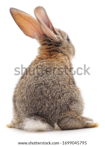 The back of a brown rabbit isolated on a white background.