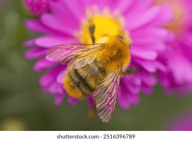 back of a Bumblebee on an aster flower, close-up bumblebee, bumblebee looking for nectar, aster and bumblebee, pink flowers and insect - Powered by Shutterstock