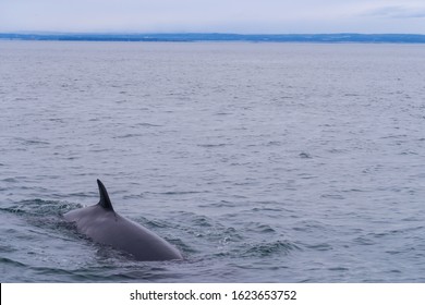 Back Of A Common Minke Whale In The Saint Lawrence River Near Tadoussac 