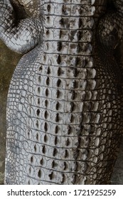 Back of a crocodile showing its scale.