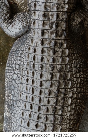Back of a crocodile showing its scale.